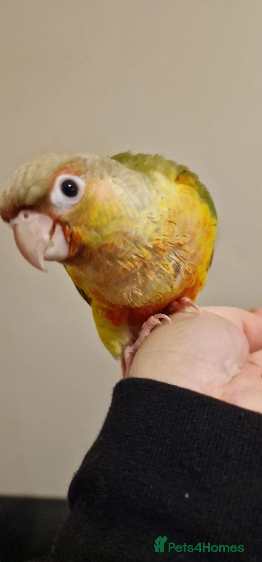 Conures birds for sale: Beautiful fully hand reared conure baby's  - Advert 30