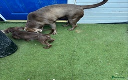 Labradoodle dogs for sale: Labradoodle puppies - Image 6