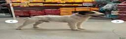 Jack Russell dogs for sale: Working type jack Russell pups  - Advert 15