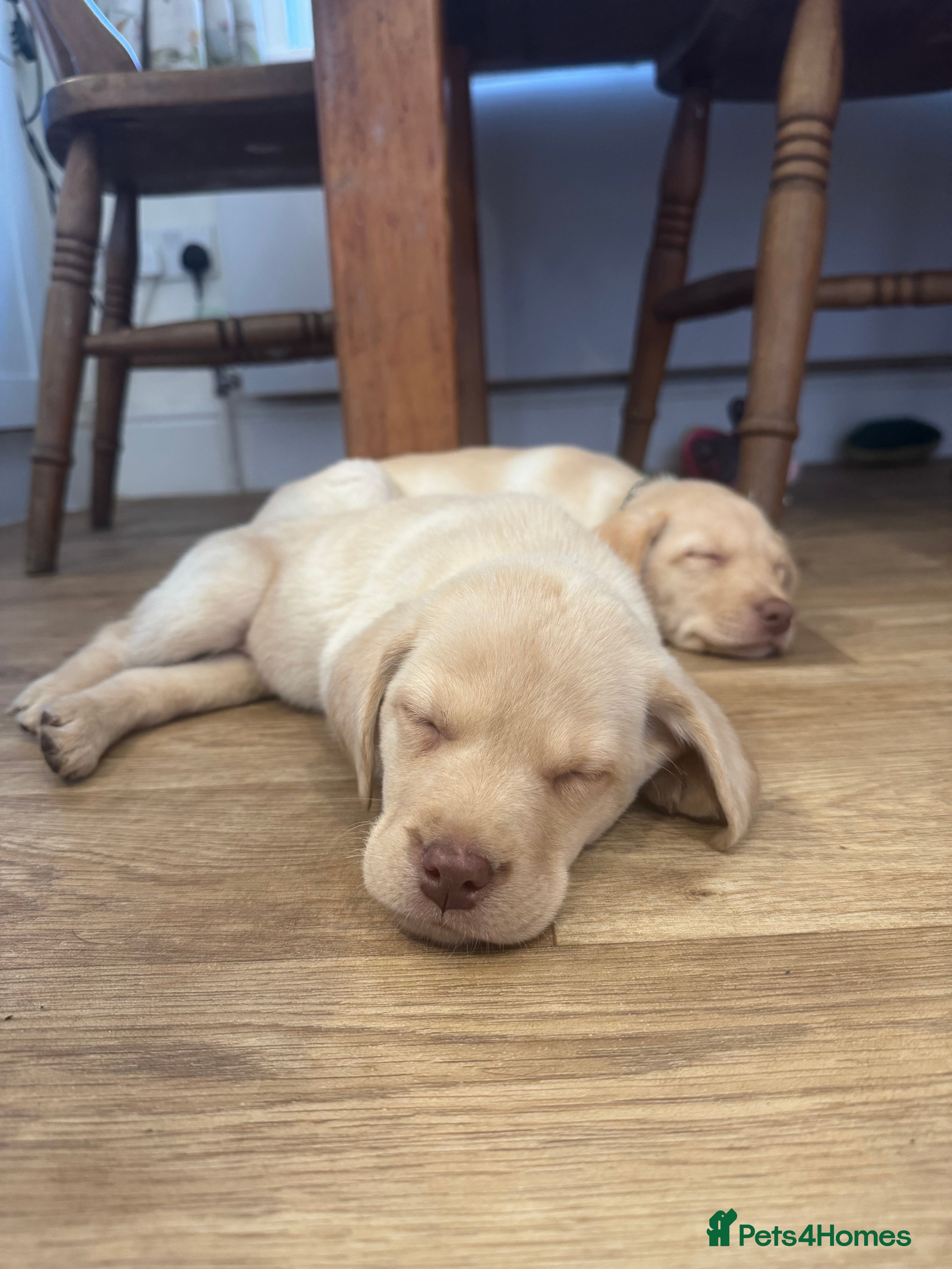Labrador Retriever dogs **Ready NOW** Yellow Labradors  - Advert 2