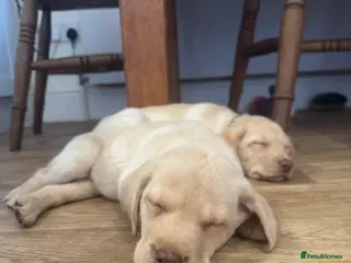 Labrador Retriever dogs **Ready NOW** Yellow Labradors - Advert 2