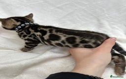 Bengal cats for sale: ❤️ GORGEOUS PURE BENGAL KITTENS ❤️ - Image 23