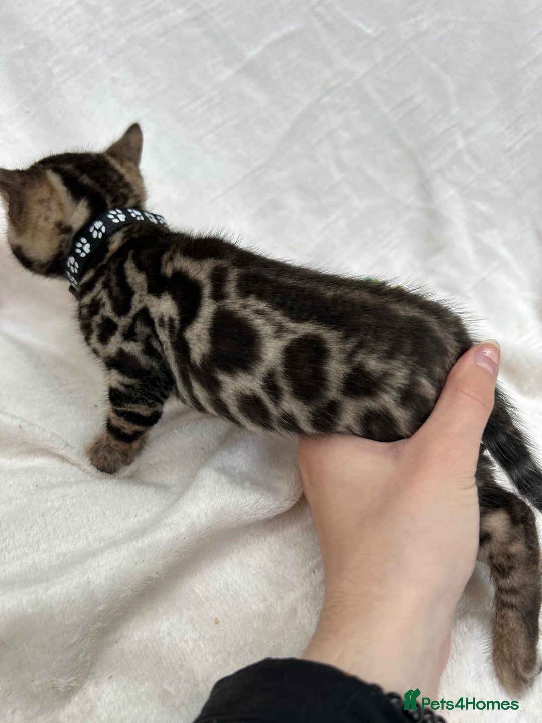 Bengal cats for sale: ❤️ GORGEOUS PURE BENGAL KITTENS ❤️ - Image 23