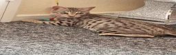 Savannah cats for sale: 3 beautiful females for sale  - Advert 2