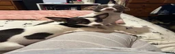 Chihuahua dogs for sale: 3 beautiful baby chihuahuas  - Advert 1