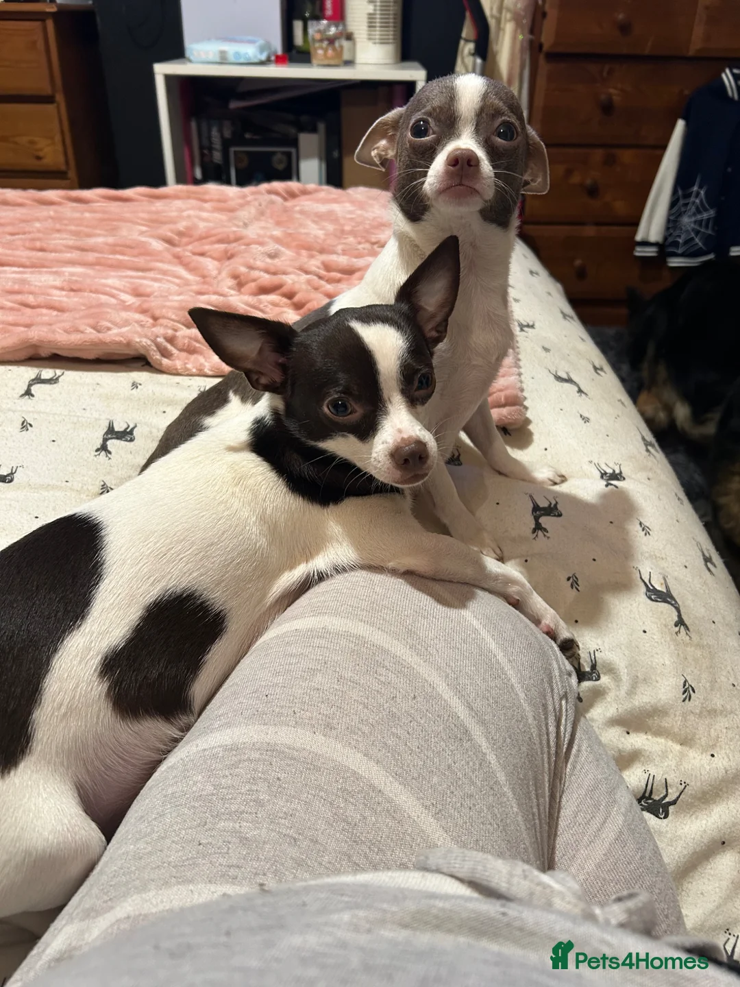 Chihuahua dogs for sale: 3 beautiful baby chihuahuas  - Advert 1