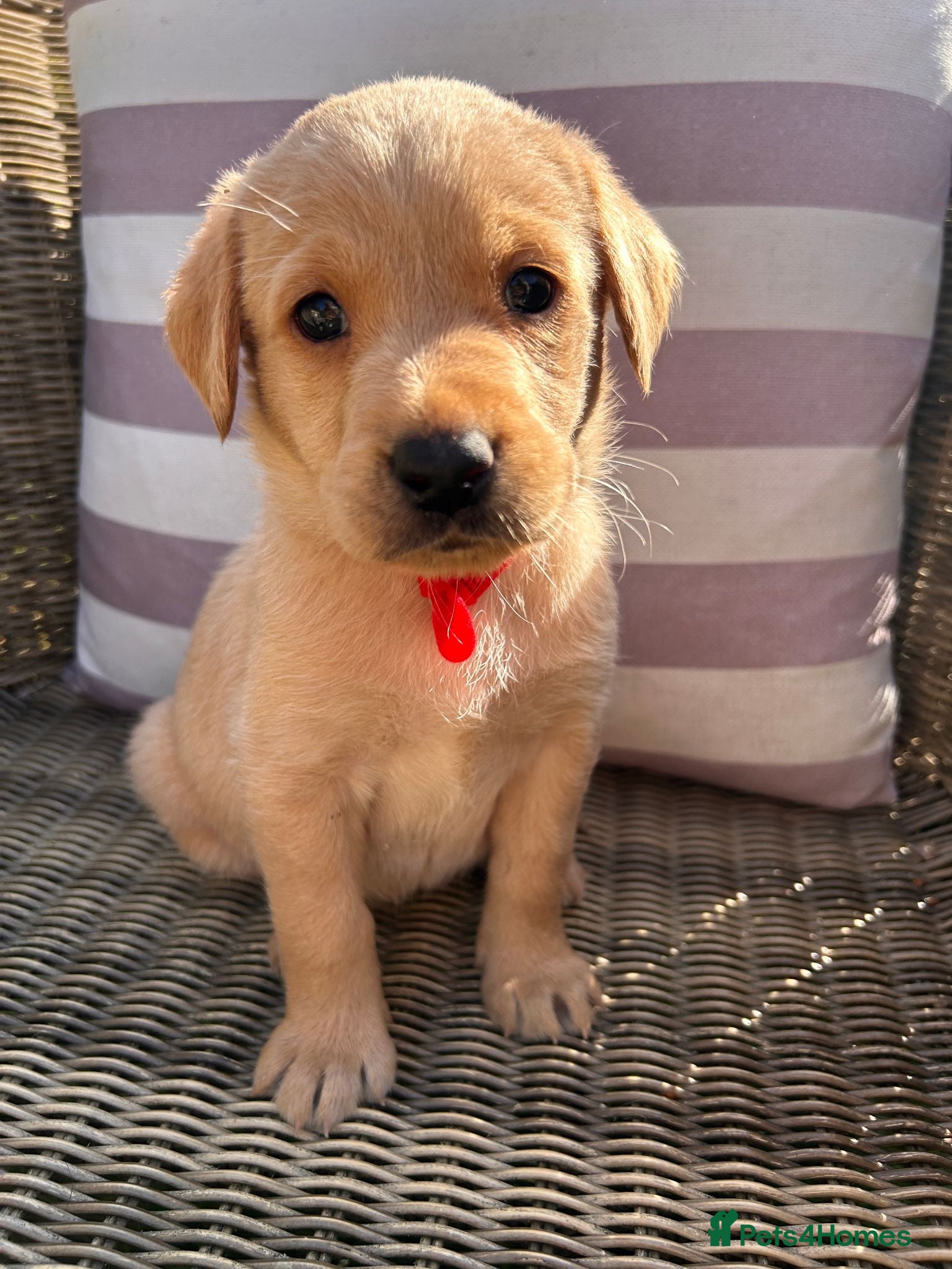 Labrador Retriever dogs Health-Tested Labrador Pups | 5-Star Breeder - Advert 2