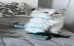 Ragdoll cats for sale: Beautiful Bi Colour Ragdoll - Image 11