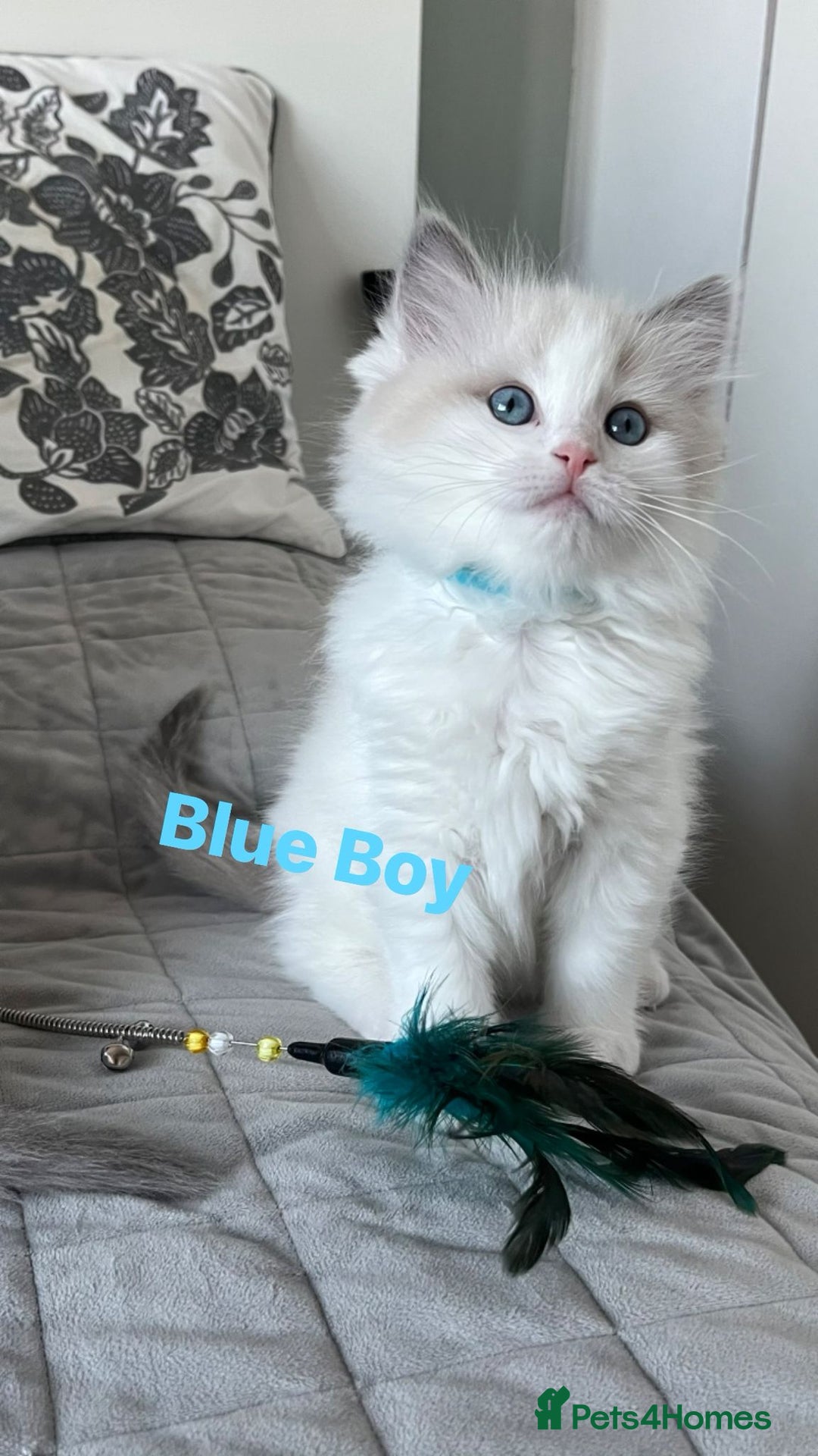 Ragdoll cats for sale: Beautiful Bi Colour Ragdoll - Image 11