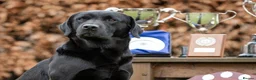 Labrador Retriever dogs for sale: 3 black dog puppies available - Advert 5