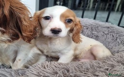 Cavapoo dogs for sale: F1 Cavapoo puppies - Image 6