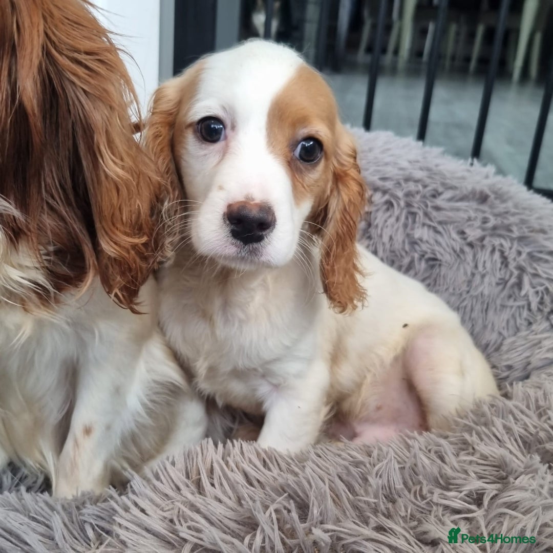 Cavapoo dogs for sale: F1 Cavapoo puppies - Image 6
