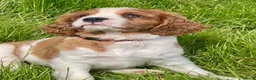 Cavalier King Charles Spaniel dogs for sale: 1 Handsome KC Registered Cavalier King Charles Boy - Advert 1