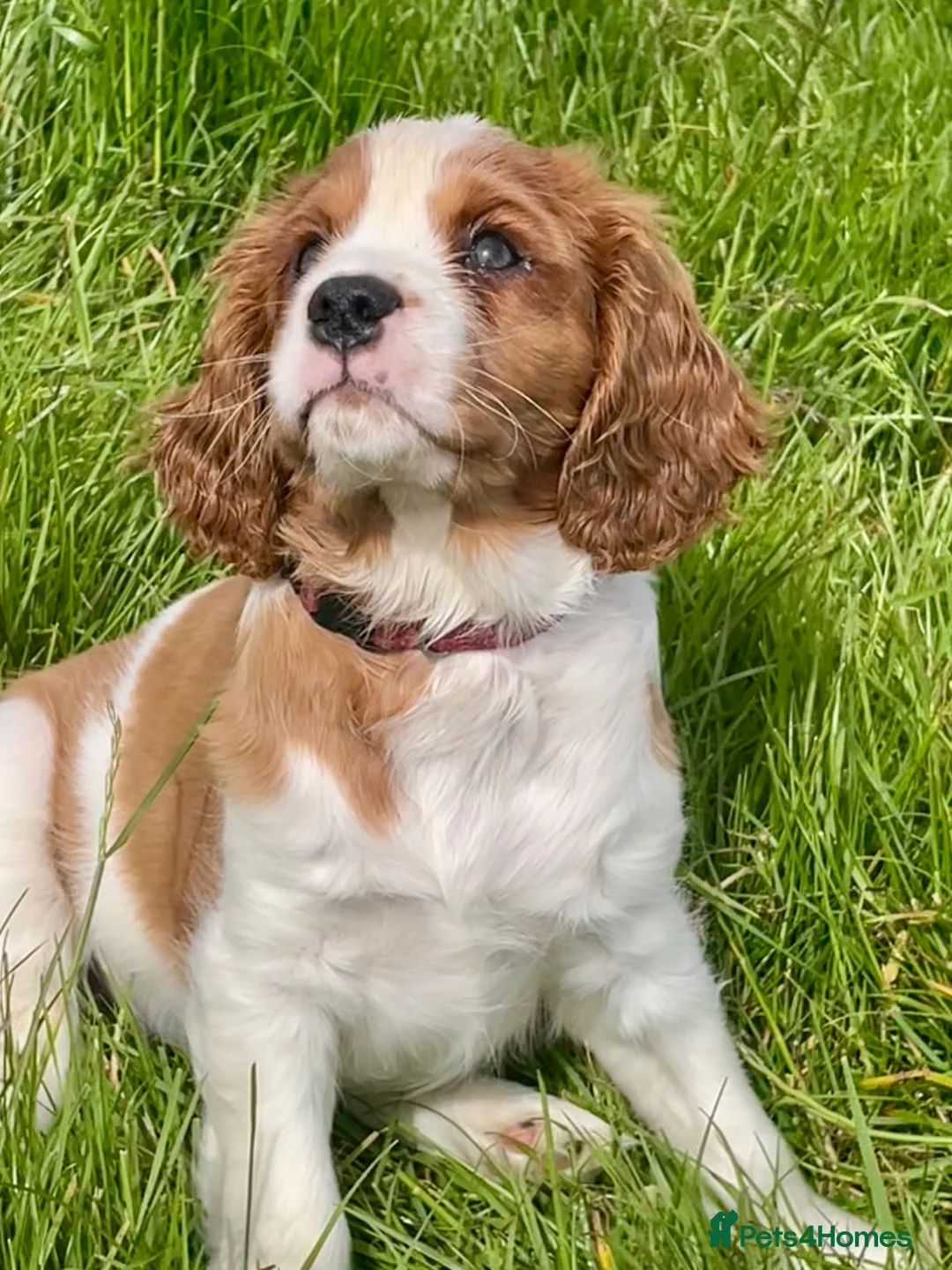 Cavalier King Charles Spaniel dogs for sale: 1 Handsome KC Registered Cavalier King Charles Boy - Advert 1