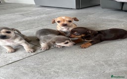 Chiweenie dogs for sale: CHIWEENIE PUPS READY 10TH NOVEMBER  - Image 27