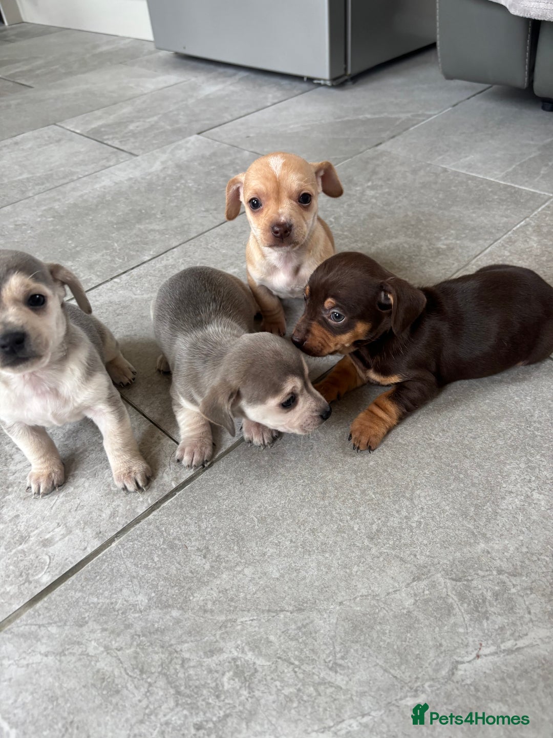 Chiweenie dogs for sale: CHIWEENIE PUPS READY 10TH NOVEMBER  - Image 27