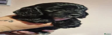 Cockapoo 7