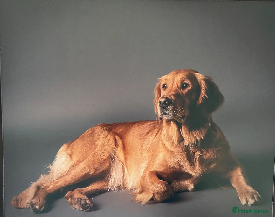 Golden Retriever dogs for sale: I’m rehoming this puppy on behalf of the owner in London - Advert 1