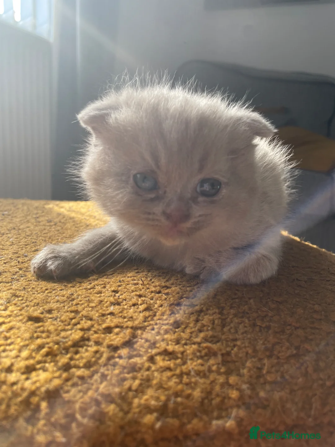 Scottish Fold cats for sale: Adorable scottish fold kittens 🐱  - Advert 8