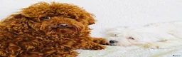Maltipoo dogs for sale: Miniature Maltipoo Puppies - Advert 22