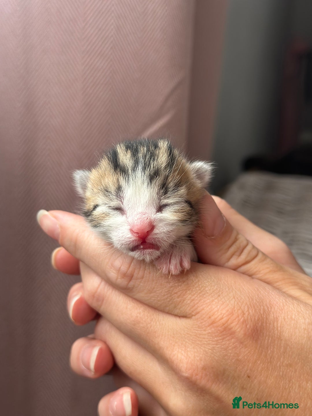 Mixed Breed cats for sale: Beautiful Tabby Kittens For Sale  - Image 4
