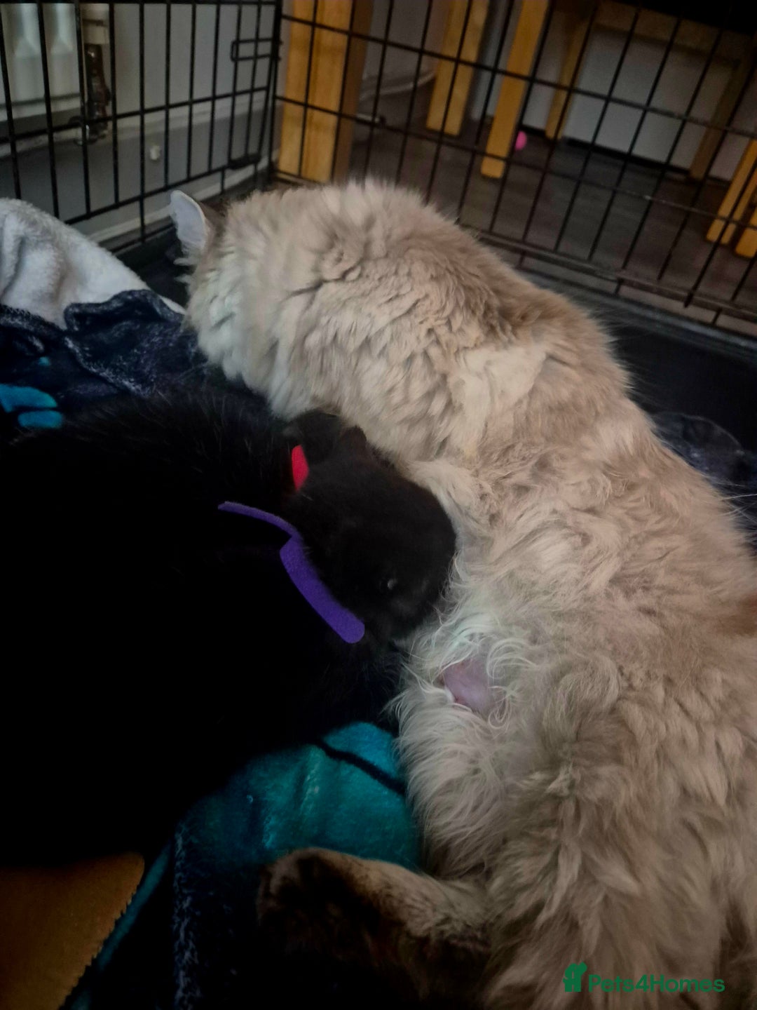 Mixed Breed cats for sale: 4 Black Kittens  - Image 3