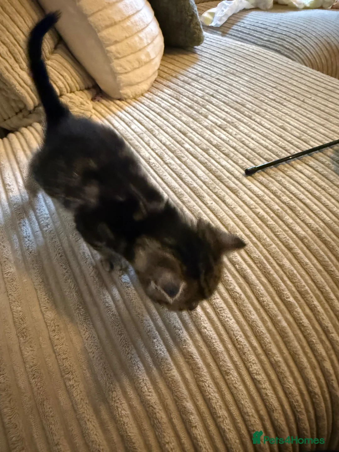 Mixed Breed cats for sale: Five mixed breed - Advert 21