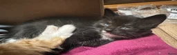 Turkish Angora cats for sale: Two  tuxedo kittens for sale  - Advert 5