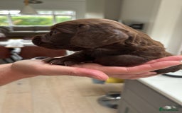 Cocker Spaniel dogs for sale: ONE FEMALE LEFT Cocker  Chocolate  - Image 19