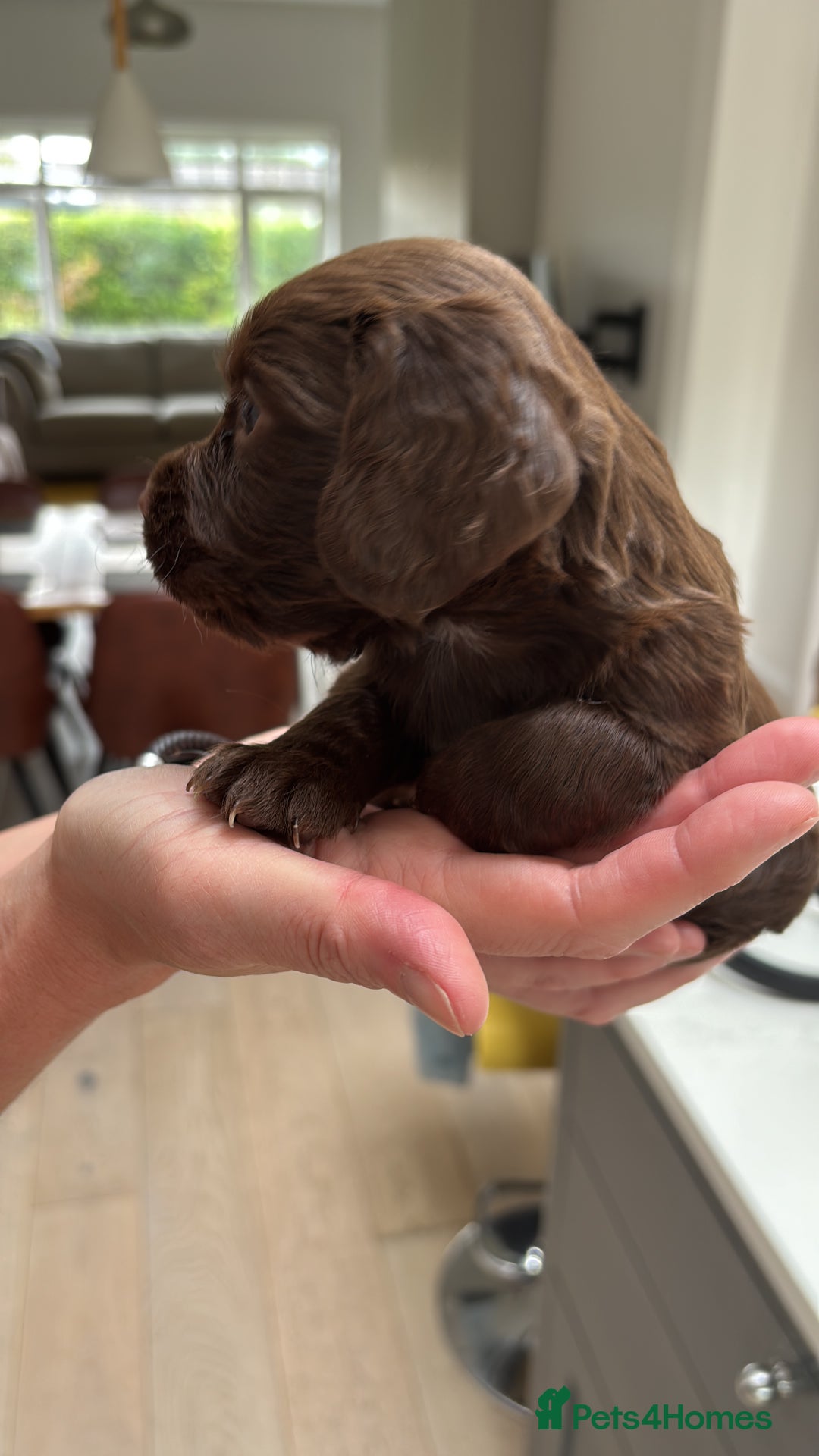 Cocker Spaniel dogs for sale: ONE FEMALE LEFT Cocker  Chocolate  - Image 19