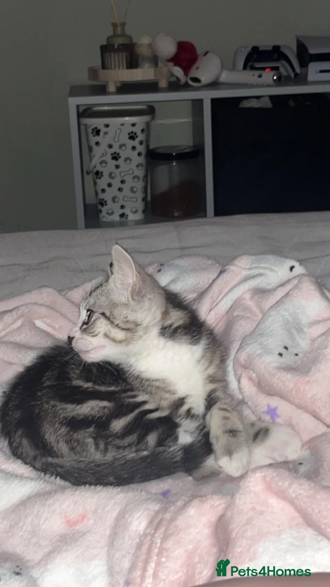 Mixed Breed cats for sale: Kitten in Larbert - Advert 2