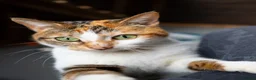 Mixed Breed cats for adoption: Chi - stunning looks, lovely nature - Advert 3
