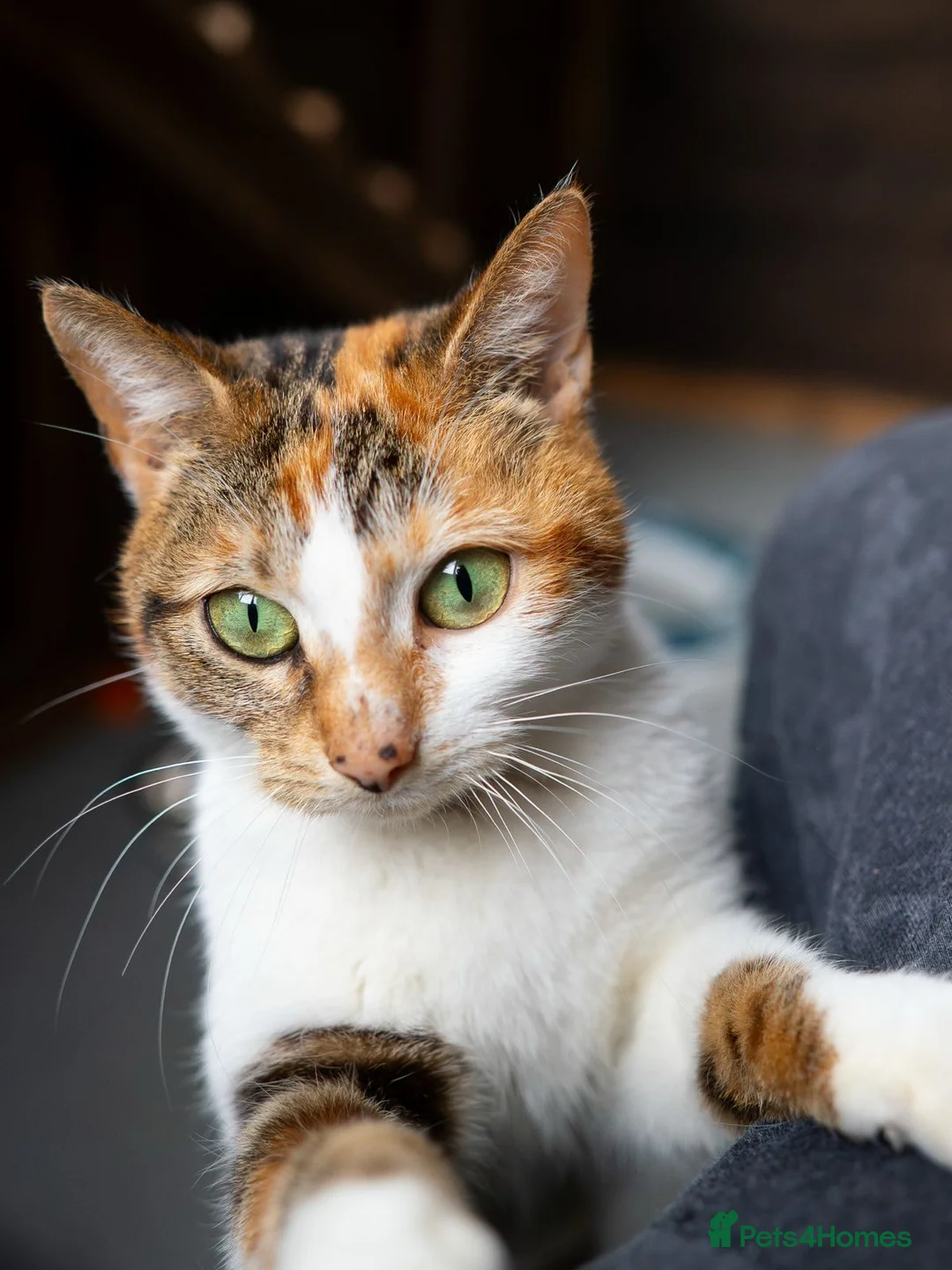Mixed Breed cats for adoption: Chi - stunning looks, lovely nature - Advert 3