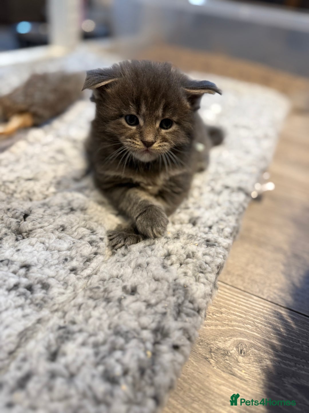 Maine Coon cats for sale: Beautiful GCCF registered Maine coon Kittens  - Advert 4