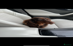Miniature Dachshund dogs for sale: KC Long haired miniature dachshund puppies - Image 18
