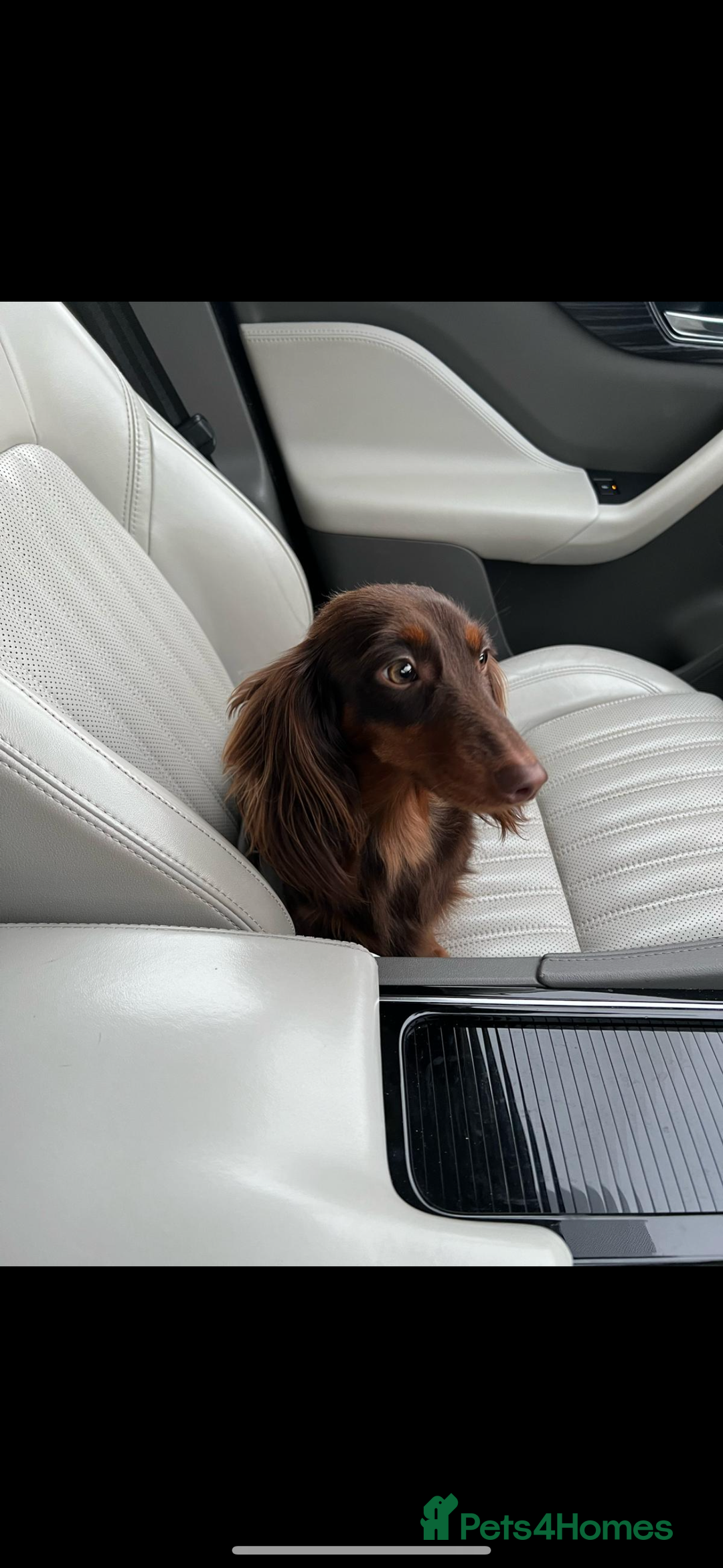 Miniature Dachshund dogs for sale: KC Long haired miniature dachshund puppies - Image 18