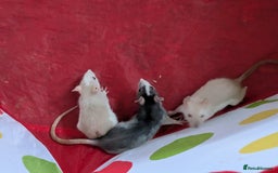 Rat rodents for sale: Male and female baby rats - Image 4
