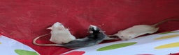 Rat rodents for sale: Male and female baby rats - Advert 4