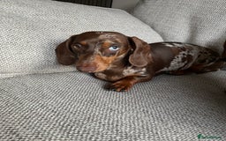 Miniature Dachshund dogs for sale: Miniature dachshund smooth hair puppies  - Image 5