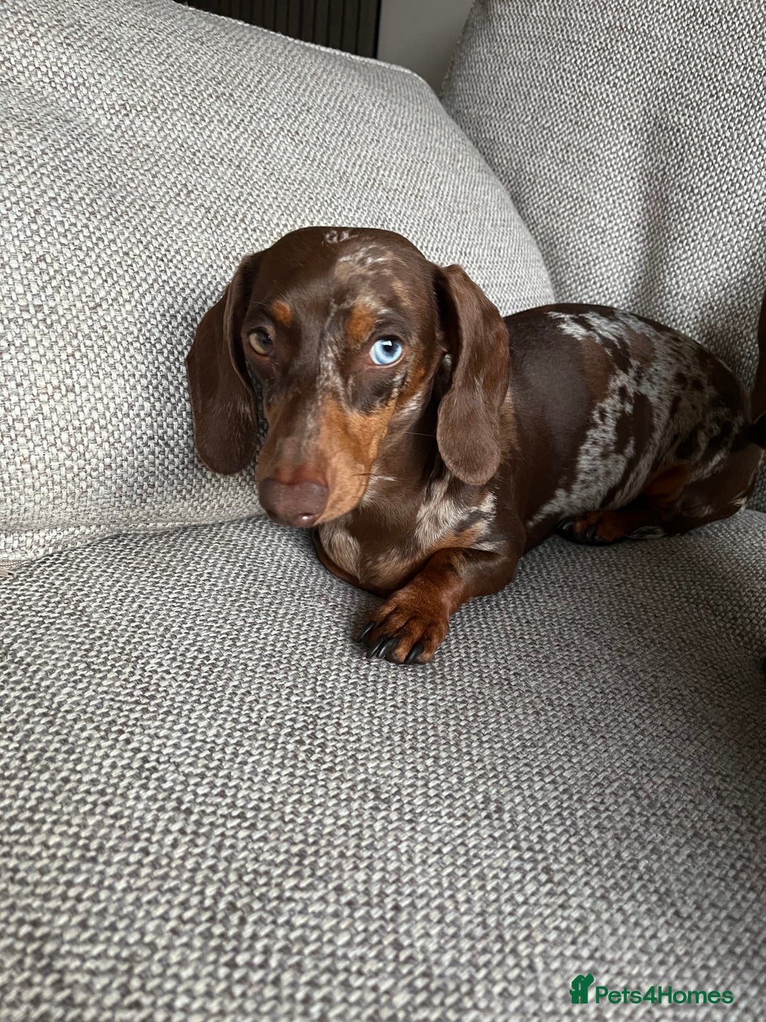 Miniature Dachshund dogs for sale: Miniature dachshund smooth hair puppies  - Image 5
