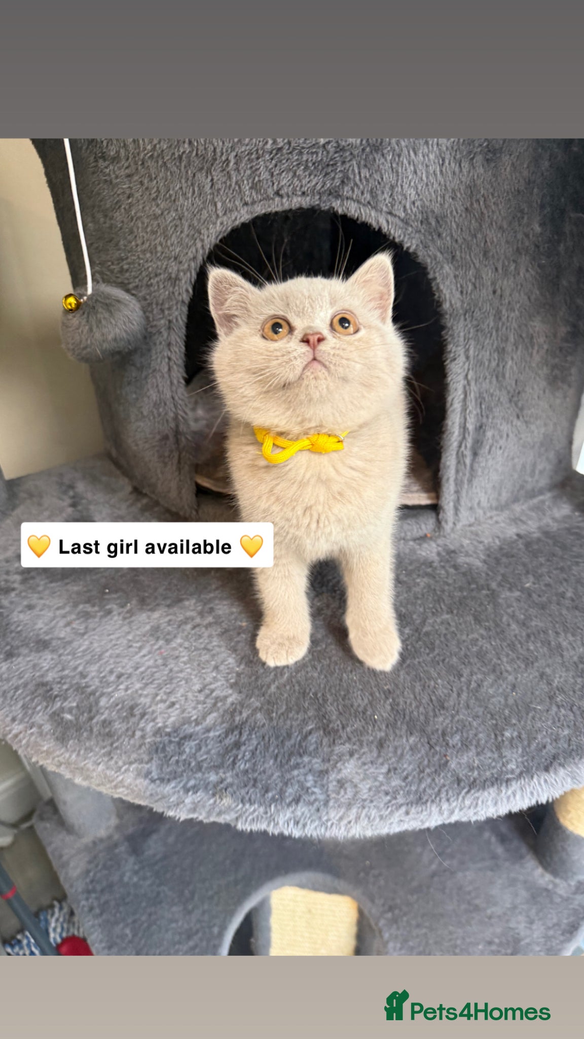 British Shorthair cats Supreme Champion Line British Shorthair Kittens - Advert 1