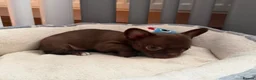 Chihuahua dogs for sale: KC puppies for sale  - Advert 9