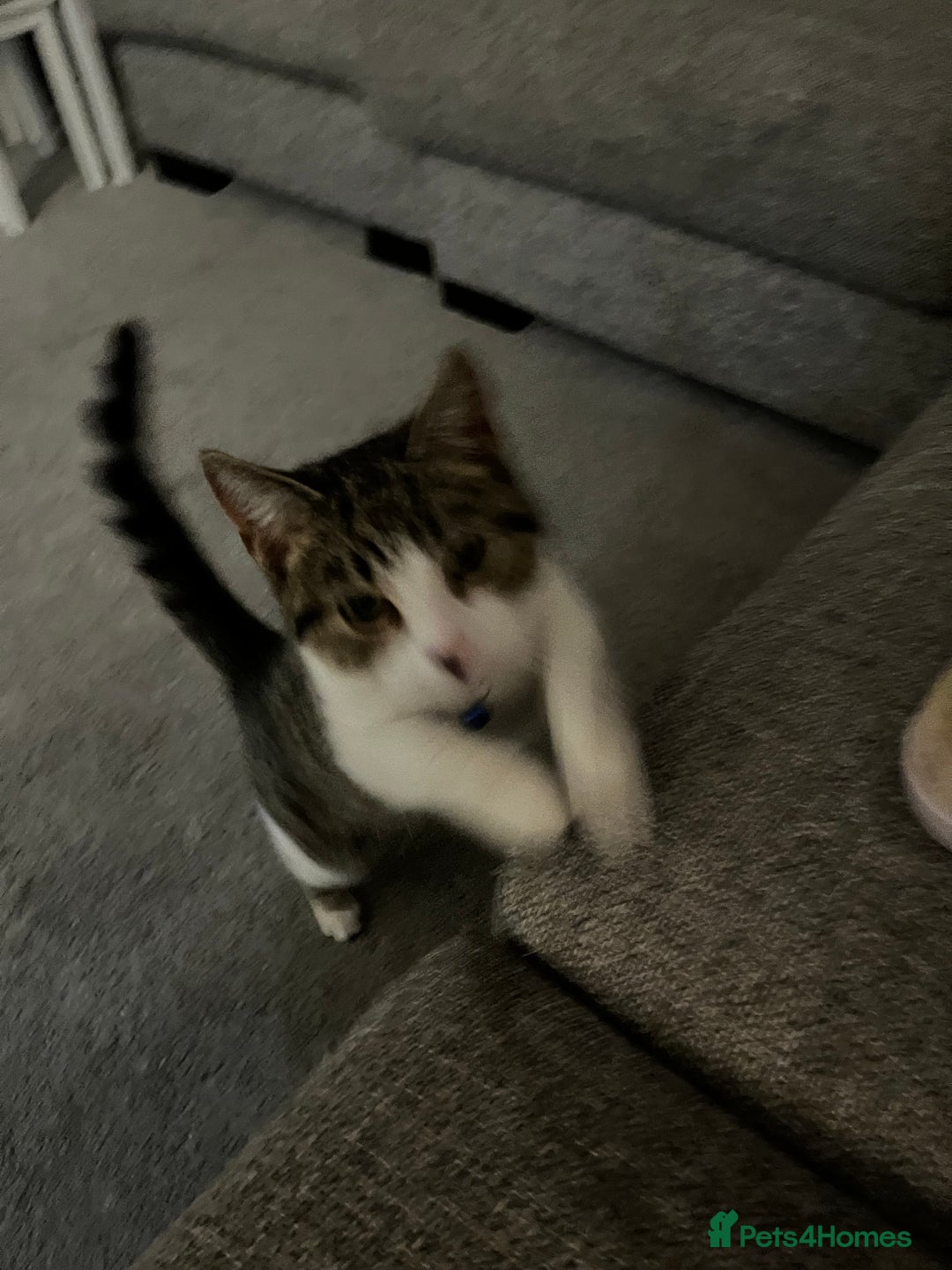 Mixed Breed cats for sale: Male Tabby 9 Months Old - Advert 5