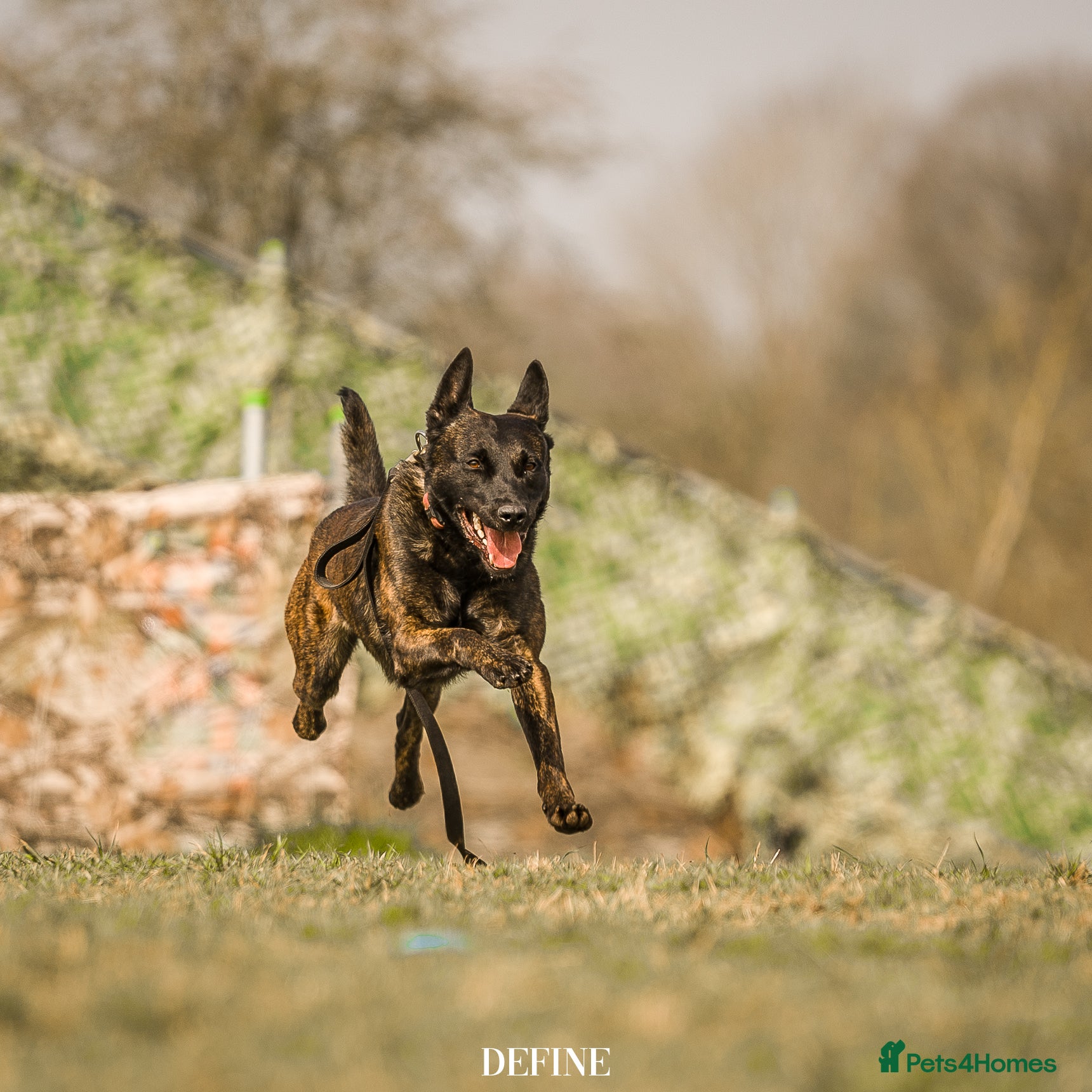 Belgian Shepherd Dog dogs Fenrir BRN 40887 - Advert 1