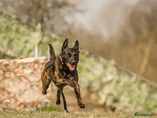 Belgian Shepherd Dog dogs Fenrir BRN 40887 - Advert 1