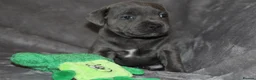 Staffordshire Bull Terrier dogs for sale: Extensively Health Tested KC S.B.T - Advert 22