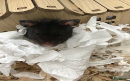 Hamster rodents for sale: Male Syrian hamster and enclosure for sale ! 🐹 - Image 2