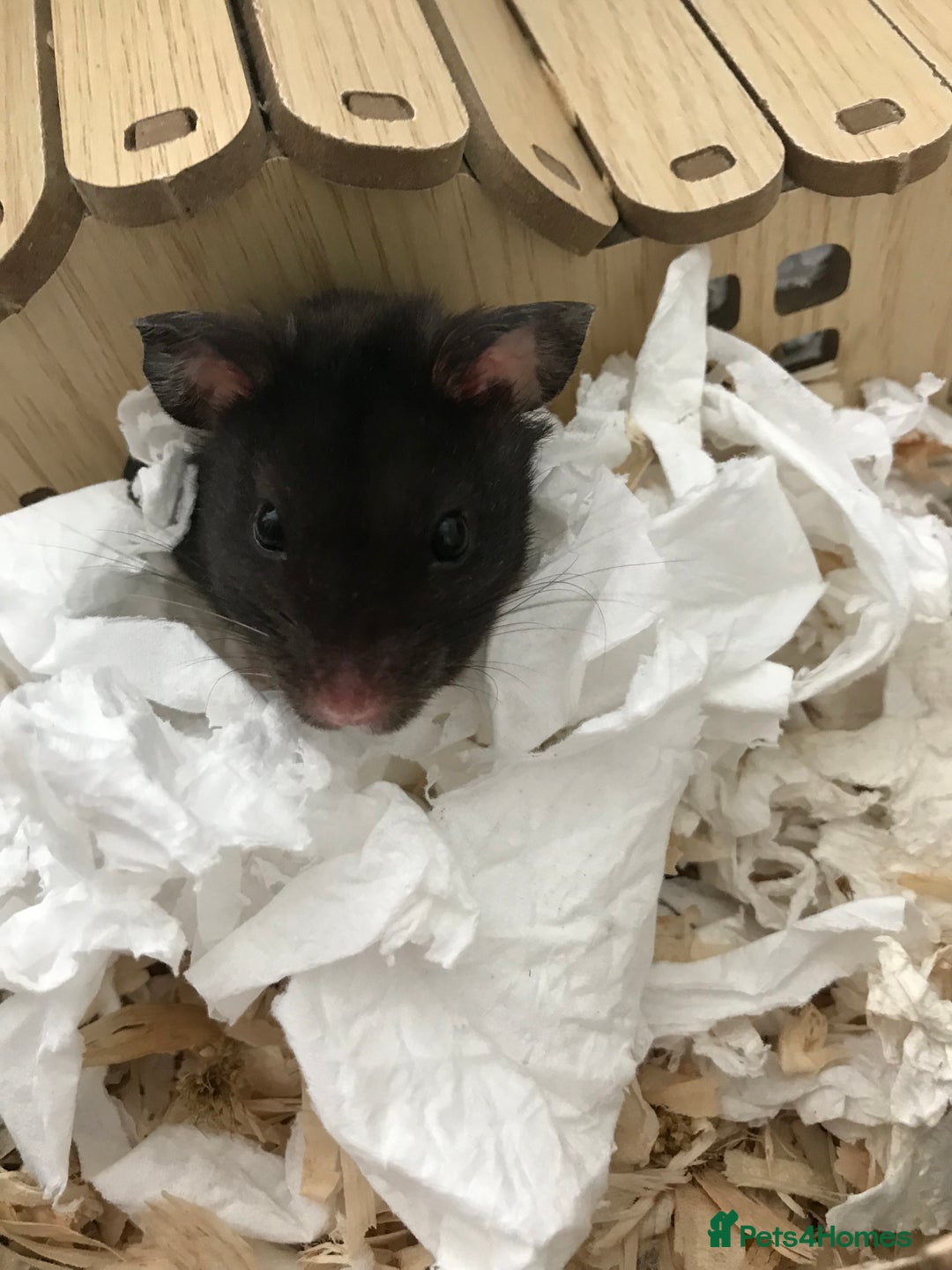 Hamster rodents for sale: Male Syrian hamster and enclosure for sale ! 🐹 - Image 2