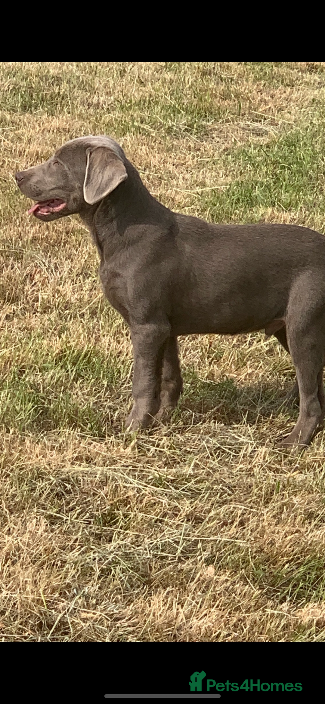 Labrador Retriever dogs for sale: STUNNING SILVER LABRADOR PUPS - Advert 9