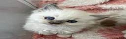 Ragdoll cats for sale: Stunning Ragdoll kittens  - Advert 23